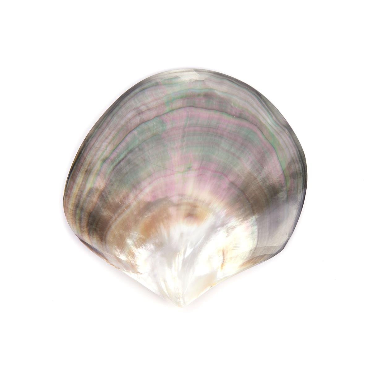 Tahitian Pinctada Margaritifera Oyster Shell (4.50 - 4) | Gemporia