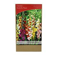 Gladiolus Butterfly Mix 8/10cm 