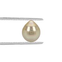  Golden South Sea Cultured Pearl (N)