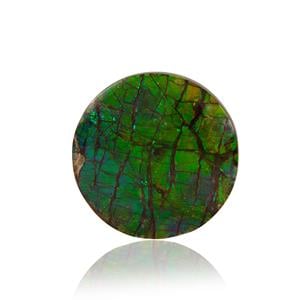 Ammolite (24.50mm)