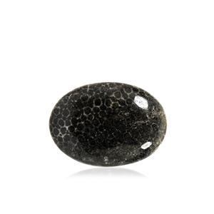 21.70ct Fossil Coral (N)