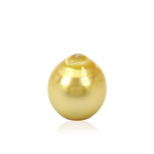 Golden South Sea Cultured Pearl (10 to 11mm) (N)