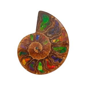 AA Ammolite & Ammonite Shell