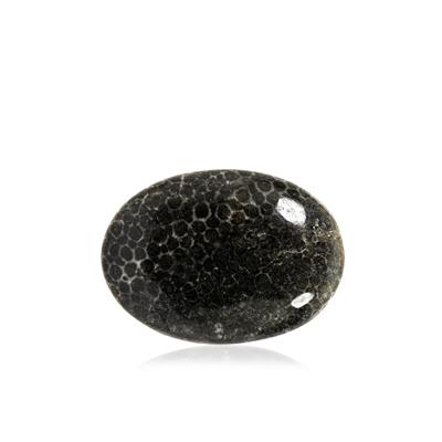Fossil Coral 21.7cts